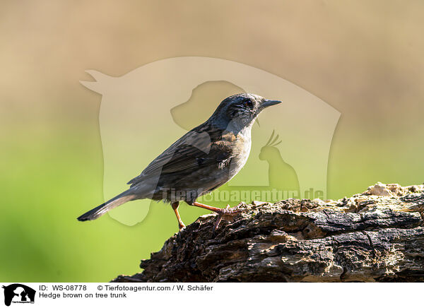 Heckenbraunelle auf Baumstamm / Hedge brown on tree trunk / WS-08778