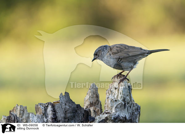 sitzende Heckenbraunelle / sitting Dunnock / WS-09058