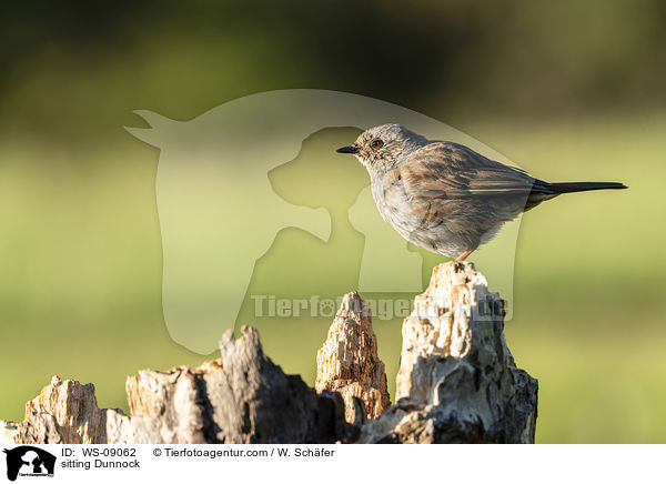 sitzende Heckenbraunelle / sitting Dunnock / WS-09062