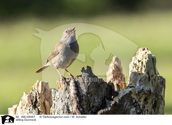 sitzende Heckenbraunelle / sitting Dunnock / WS-09067