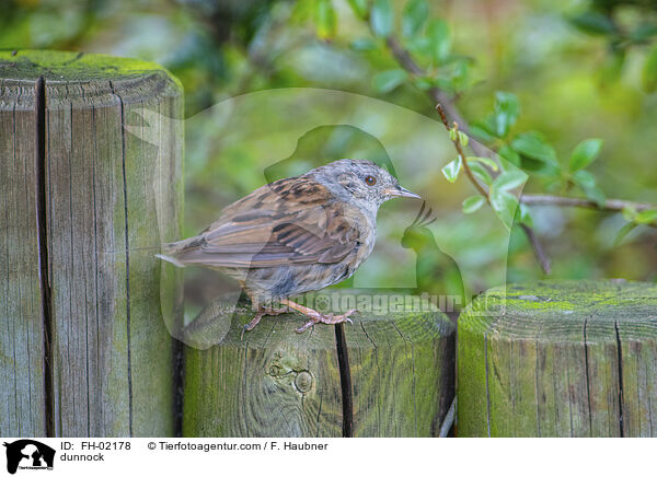 Heckenbraunelle / dunnock / FH-02178