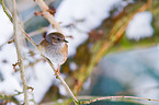 dunnock