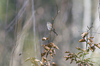 dunnock