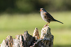 sitting Dunnock