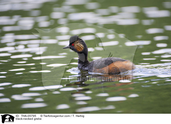 Schwarzhalstaucher / black-necked grebe / THA-05795