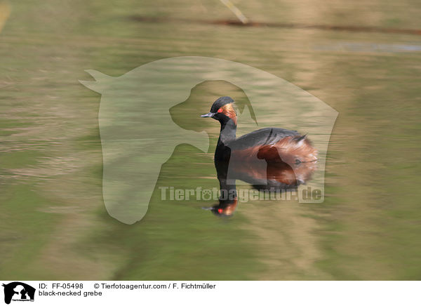 black-necked grebe / FF-05498