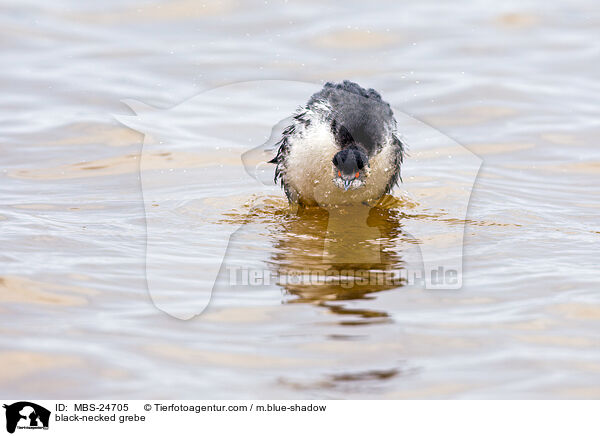 Schwarzhalstaucher / black-necked grebe / MBS-24705