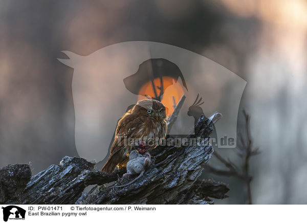 Kleinst-Zwergkauz / East Brazilian pygmy owl / PW-01471