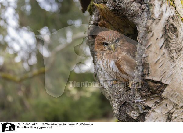Kleinst-Zwergkauz / East Brazilian pygmy owl / PW-01476