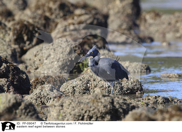 eastern reef egret between stones / FF-09047