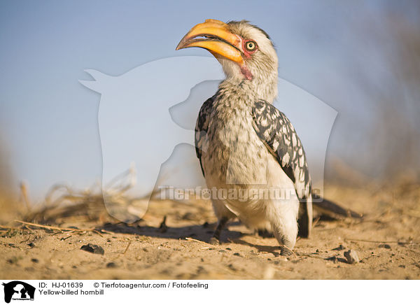 Yellow-billed hornbill / HJ-01639