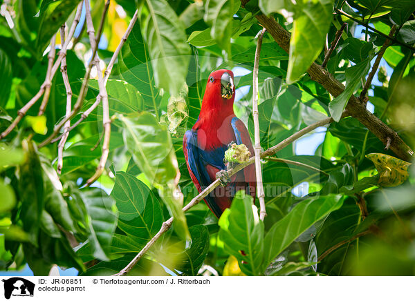 Edelpapagei / eclectus parrot / JR-06851