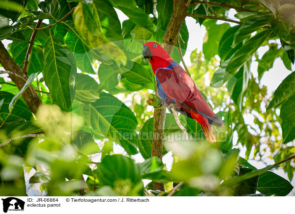 Edelpapagei / eclectus parrot / JR-06864