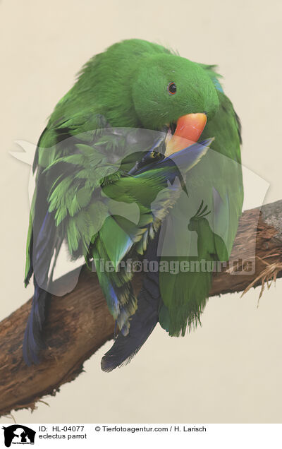 Edelpapagei / eclectus parrot / HL-04077