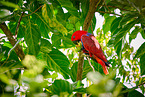 eclectus parrot
