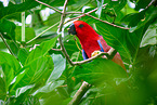 eclectus parrot