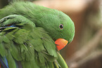 eclectus parrot