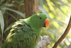 eclectus parrot