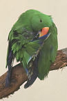 eclectus parrot