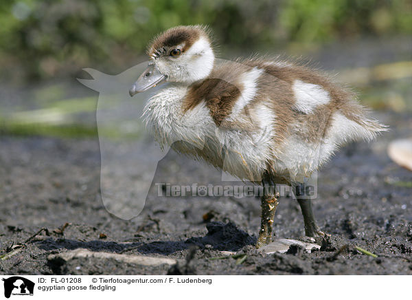 Nilgans Kken am See / egyptian goose fledgling / FL-01208