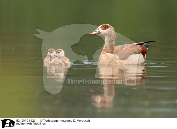 Nilgans Mutter mit Kken / mother with fledglings / DV-01523