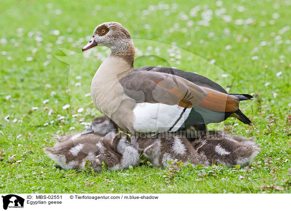 Nilgnse / Egyptian geese / MBS-02551