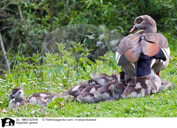 Nilgnse / Egyptian geese / MBS-02556