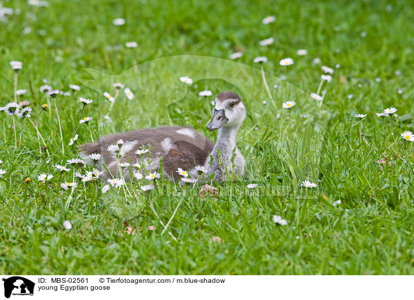 junge Nilgans / young Egyptian goose / MBS-02561