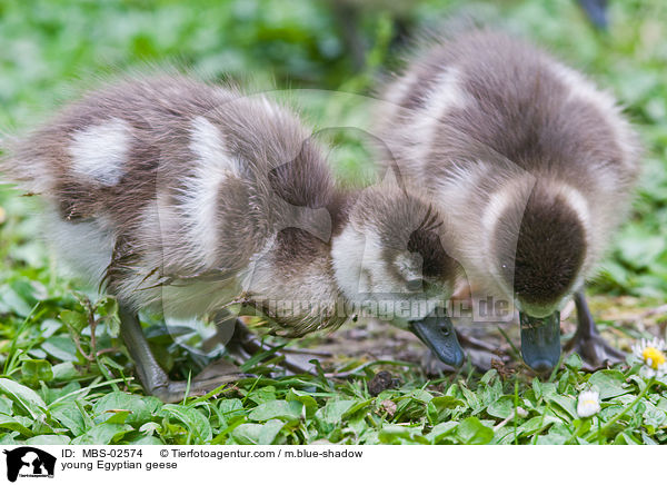 junge Nilgnse / young Egyptian geese / MBS-02574