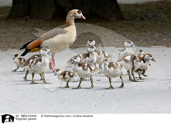 Nilgnse / Egyptian geese / MBS-02580