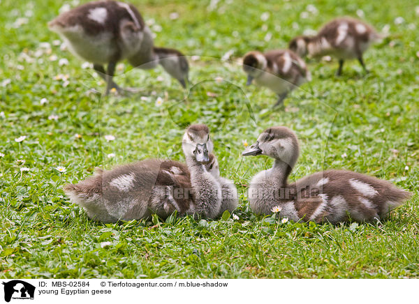 junge Nilgnse / young Egyptian geese / MBS-02584