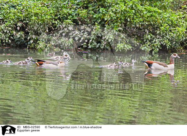 Nilgnse / Egyptian geese / MBS-02590