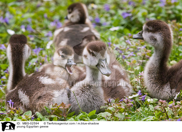 junge Nilgnse / young Egyptian geese / MBS-02594