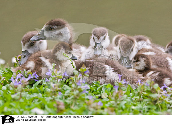 junge Nilgnse / young Egyptian geese / MBS-02599