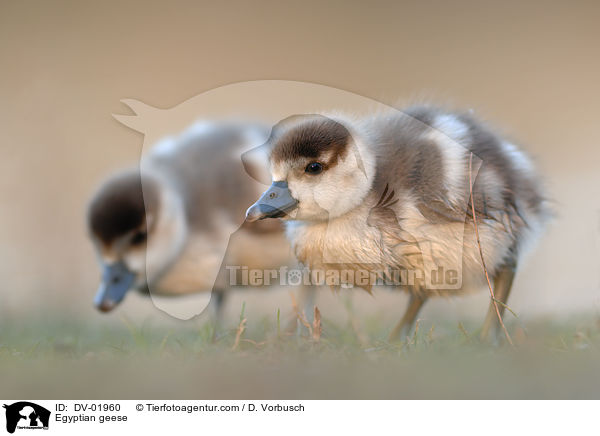 Nilgnse / Egyptian geese / DV-01960