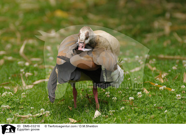 Nilgans / Egyptian goose / DMS-03216