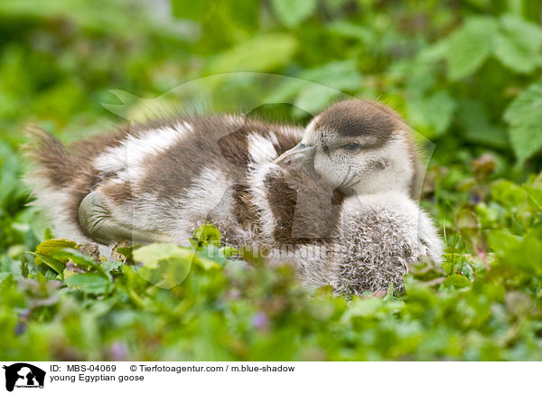 junge Nilgans / young Egyptian goose / MBS-04069