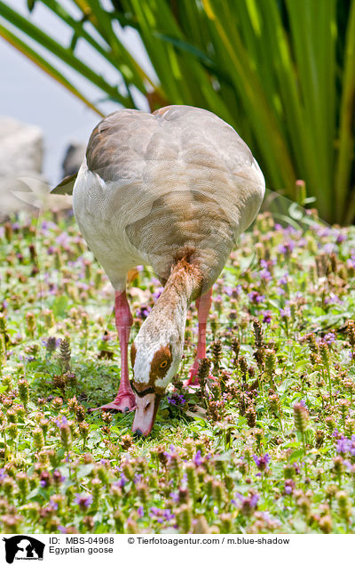 Nilgans / Egyptian goose / MBS-04968