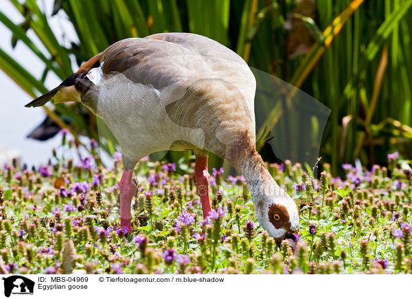 Nilgans / Egyptian goose / MBS-04969