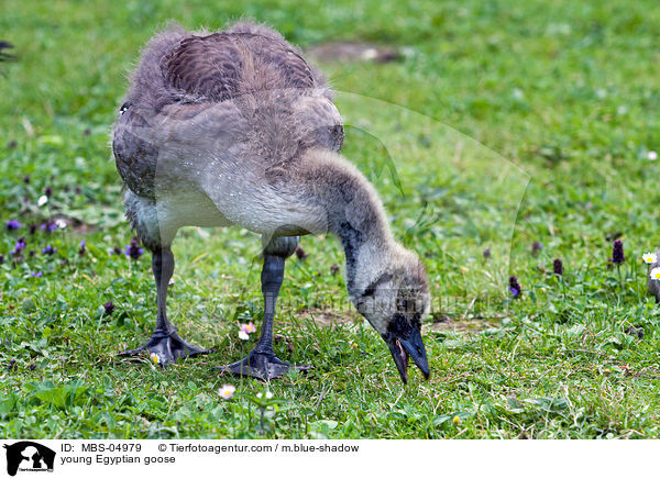 junge Nilgans / young Egyptian goose / MBS-04979