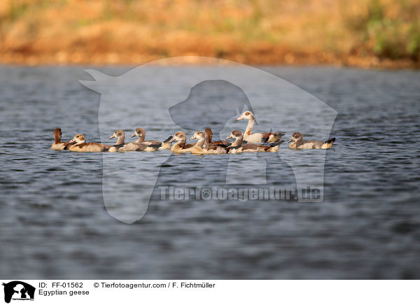 Nilgnse / Egyptian geese / FF-01562