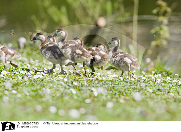 Nilgnse / Egyptian geese / MBS-05783