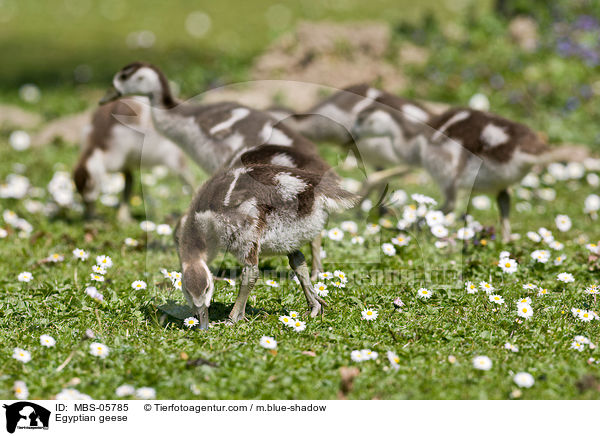 Nilgnse / Egyptian geese / MBS-05785