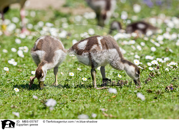 Nilgnse / Egyptian geese / MBS-05787