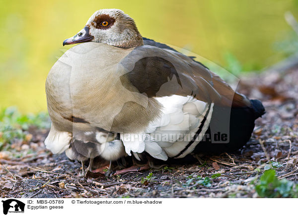 Nilgnse / Egyptian geese / MBS-05789