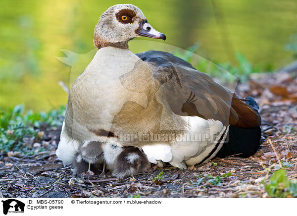 Nilgnse / Egyptian geese / MBS-05790