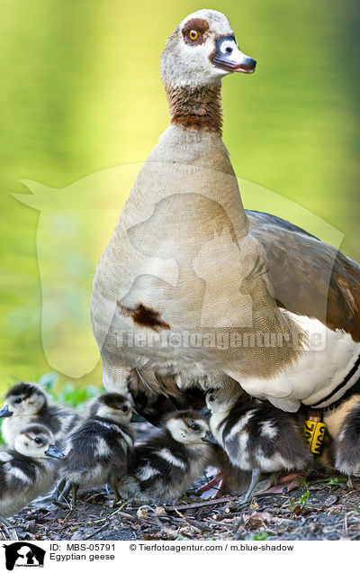 Nilgnse / Egyptian geese / MBS-05791