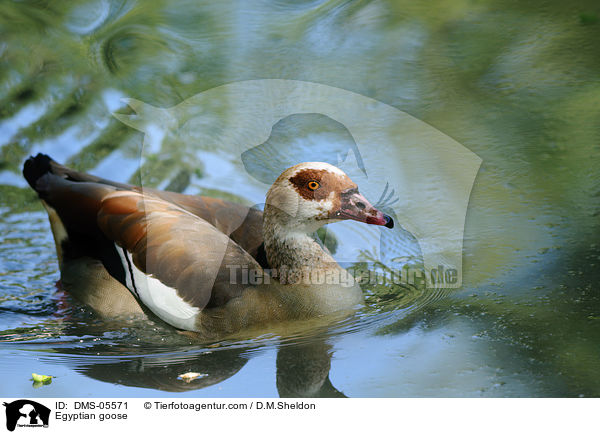 Nilgans / Egyptian goose / DMS-05571