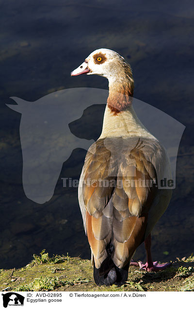 Nilgans / Egyptian goose / AVD-02895
