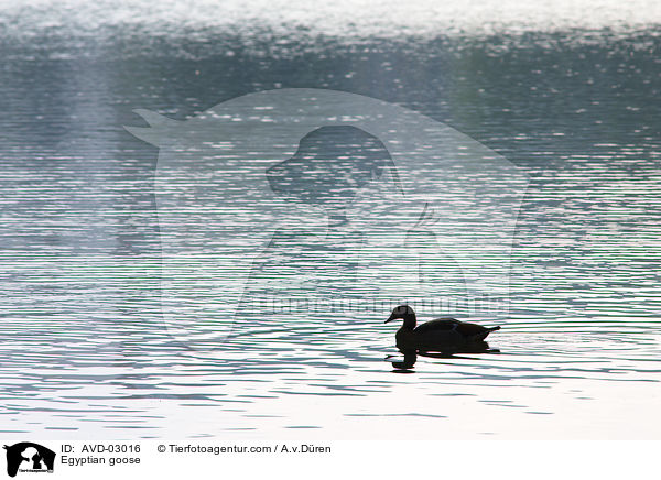 Nilgans / Egyptian goose / AVD-03016